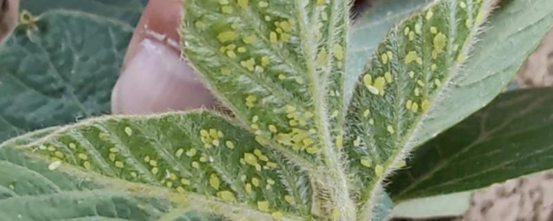 蚜虫的危害，会危害农作物生长