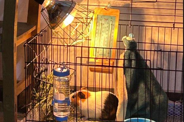 荷兰猪认主所需时间，精心养护可在一个月内认主