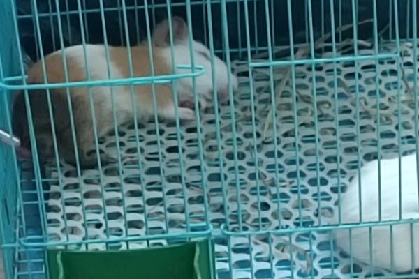 荷兰猪认主所需时间，精心养护可在一个月内认主