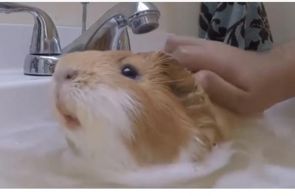 荷兰猪认主所需时间，精心养护可在一个月内认主