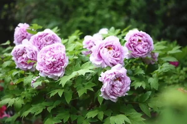 牡丹花的花语，寓意富贵、吉祥、幸福等