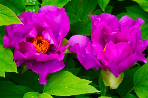 牡丹花的花语，寓意富贵、吉祥、幸福等