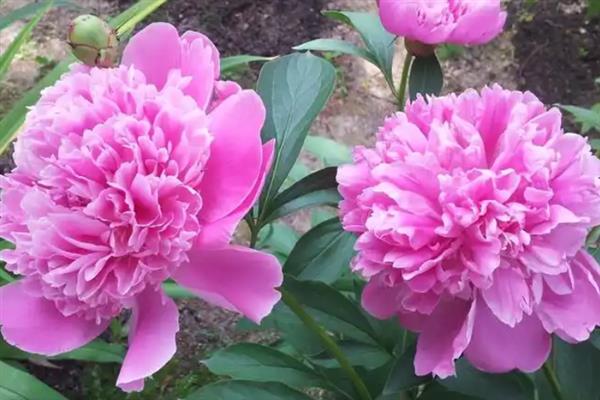 牡丹花的花语，寓意富贵、吉祥、幸福等