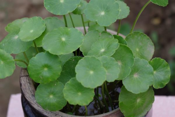 怎么养铜钱花，15-20天可施1次肥
