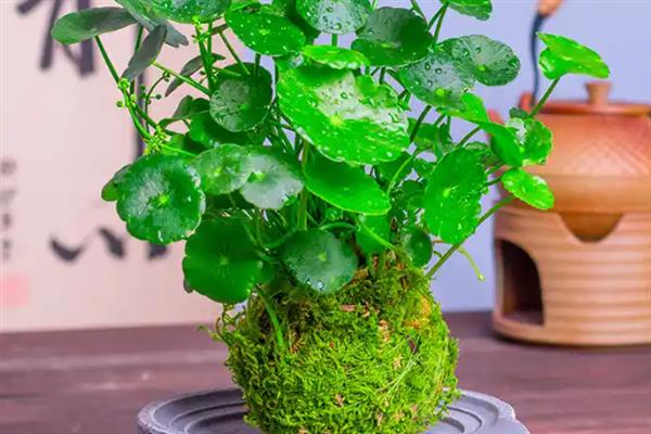 怎么养铜钱花，15-20天可施1次肥