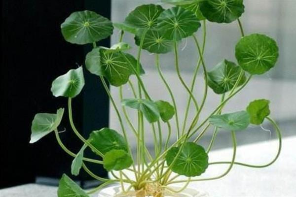 怎么养铜钱花，15-20天可施1次肥