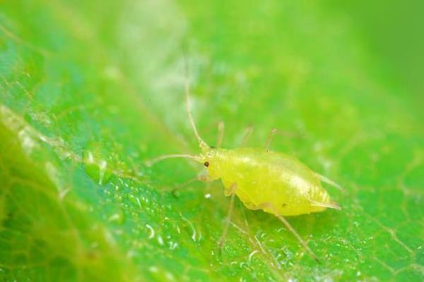 蚜虫的危害，会危害农作物生长