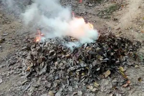 蚜虫的危害，会危害农作物生长