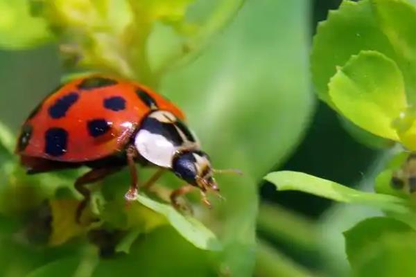 蚜虫的危害，会危害农作物生长