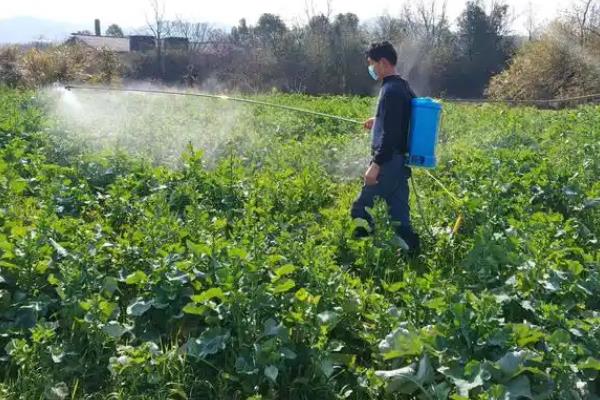 蚜虫的危害，会危害农作物生长