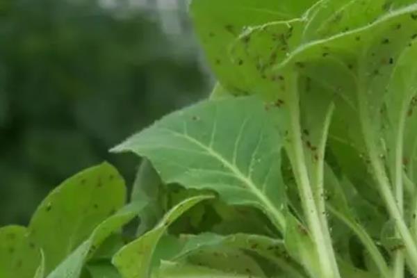 蚜虫的危害，会危害农作物生长