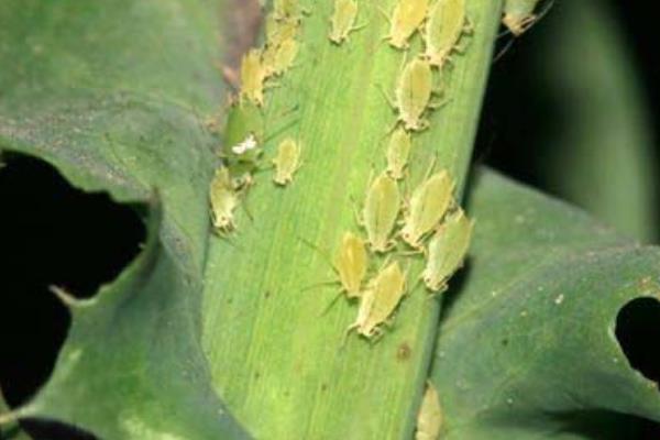 蚜虫的危害，会危害农作物生长