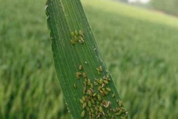 蚜虫的危害，会危害农作物生长