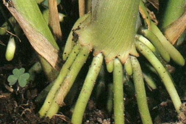 蚜虫的危害，会危害农作物生长