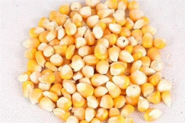 玉米种子萌发时什么东西最先突破种皮，温度、湿度适宜时胚根只需4-5天便可长出