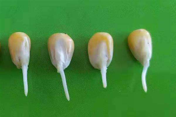 玉米种子萌发时什么东西最先突破种皮，温度、湿度适宜时胚根只需4-5天便可长出