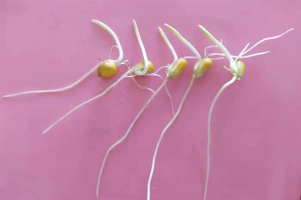 玉米种子萌发时什么东西最先突破种皮，温度、湿度适宜时胚根只需4-5天便可长出