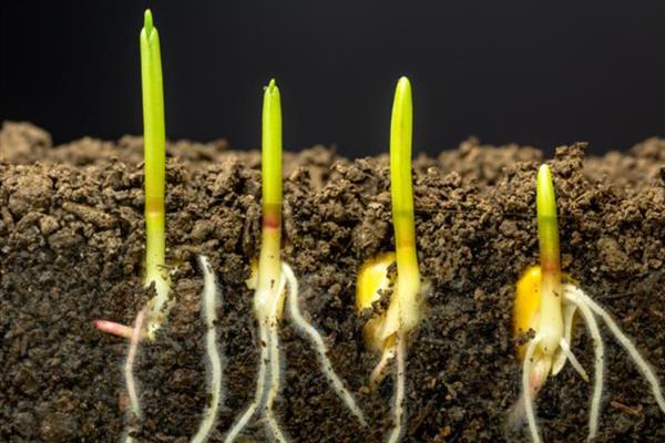 玉米种子萌发时什么东西最先突破种皮，温度、湿度适宜时胚根只需4-5天便可长出