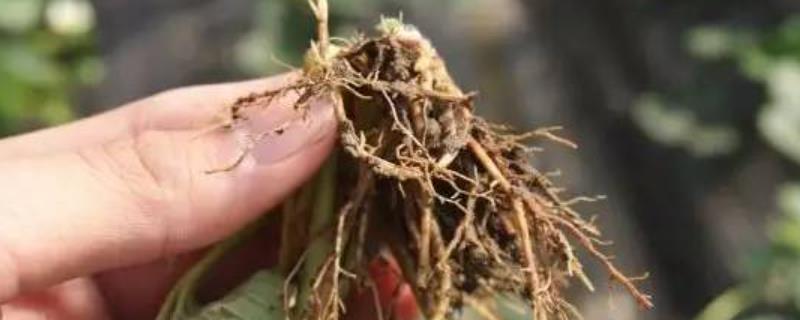 根腐病用多菌灵还是恶霉灵好，相对来说后者会更好