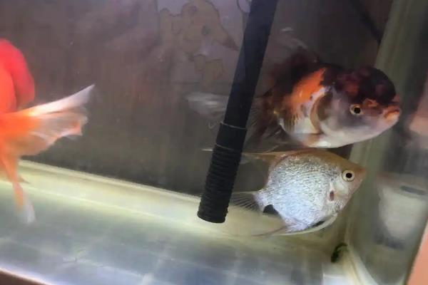 鱼体失衡症的治疗方法，首先要将其扶正