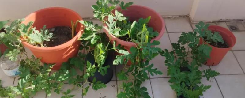 西瓜如何盆栽，撒播后要覆盖薄土