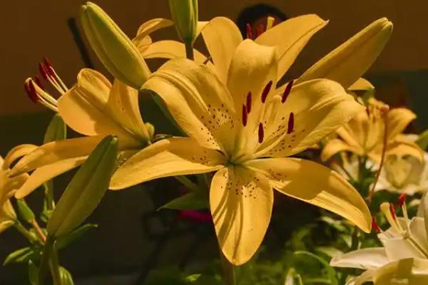 黄色百合花的名字，叫耶罗林