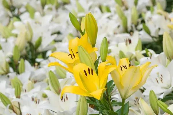 黄色百合花的名字，叫耶罗林
