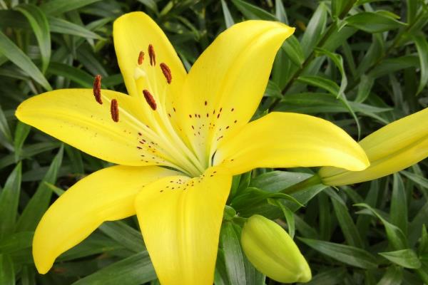 黄色百合花的名字，叫耶罗林
