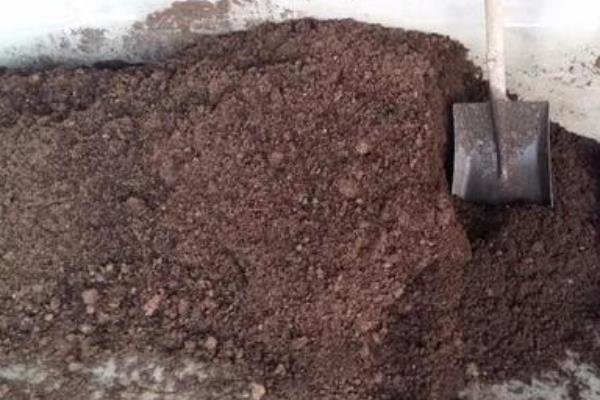 西瓜如何盆栽，撒播后要覆盖薄土