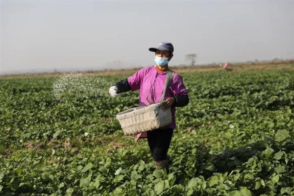 菜地里面蜗牛太多如何处理，撒施石灰粉能起到灭杀效果