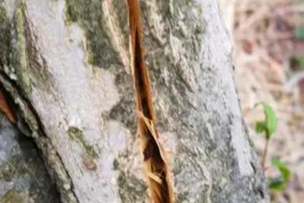 石榴树树干爆皮的原因，可能是因为患了严重的裂皮病