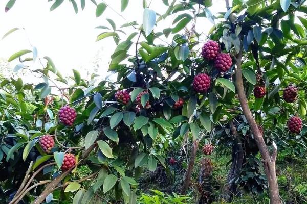 黑老虎种子多长时间才发芽，大约15-20天就会发芽