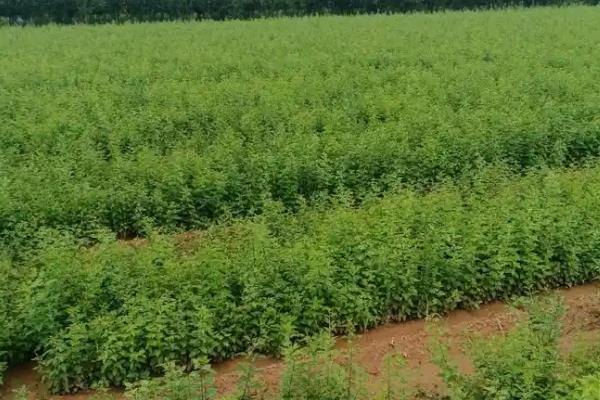 连翘的修剪方法，生长旺期要剪除病弱枝