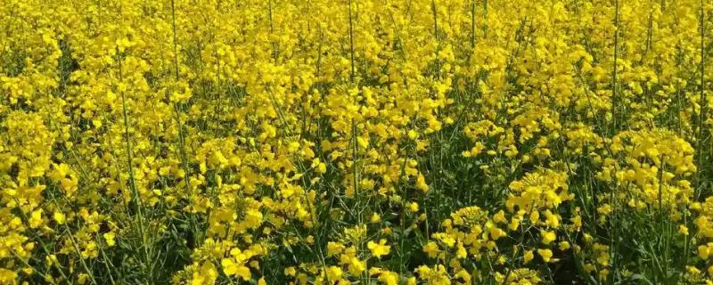 油菜怎样种才能高产，尽量选择在8-9月份种植