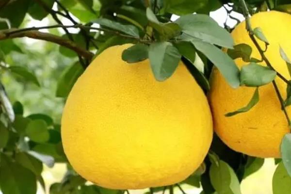 春天有什么时令水果，包括草莓、荔枝、柠檬等品种