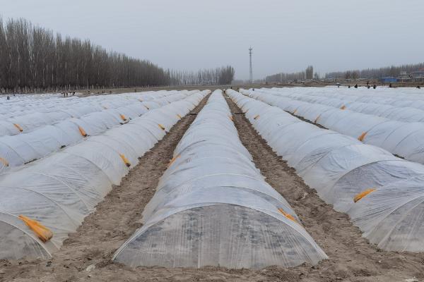 油菜怎样种才能高产，尽量选择在8-9月份种植
