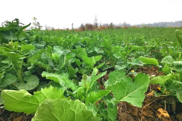 油菜怎样种才能高产，尽量选择在8-9月份种植
