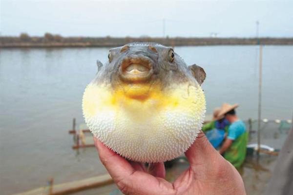 野生河豚和养殖的区别，鱼鳍、背部和价值均不同