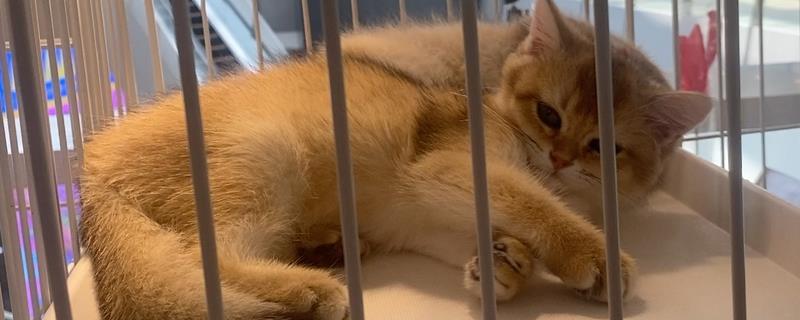 猫咪洗澡后拉肚子的原因，可能是消化不良或应激反应所致