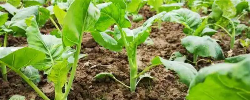 芥兰菜的种植方法，南方地区7月份就可以播种