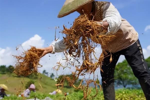 白术苗前除草剂的的选择，氟乐灵乳油和草胺乳油适合播种前除草