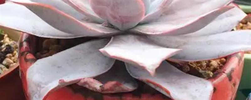 广寒宫叶片下垂怎么处理，需严格控水并补充光照