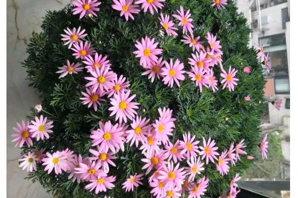 玛格丽特简介，又叫春菊、法兰西菊