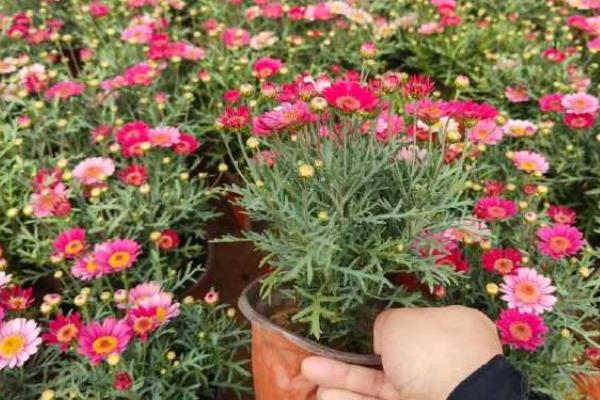 玛格丽特简介，又叫春菊、法兰西菊