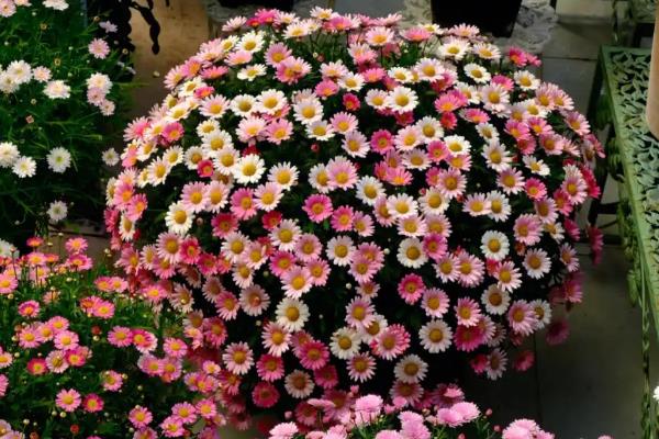 玛格丽特简介，又叫春菊、法兰西菊