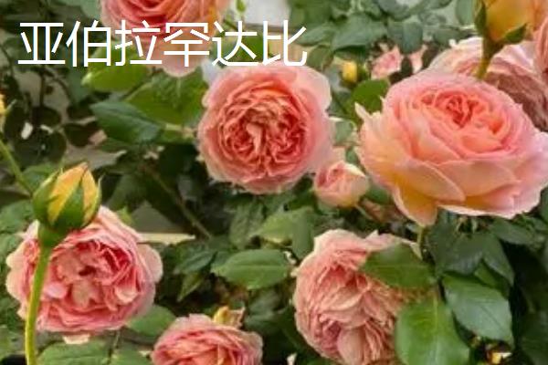 灌木月季能扦插吗，灌木月季可以扦插