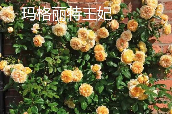 灌木月季能扦插吗，灌木月季可以扦插
