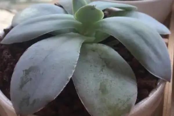 广寒宫叶片下垂怎么处理，需严格控水并补充光照