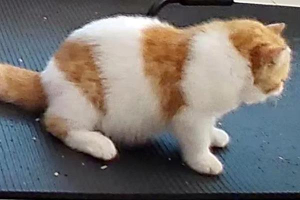 猫咪洗澡后拉肚子的原因，可能是消化不良或应激反应所致