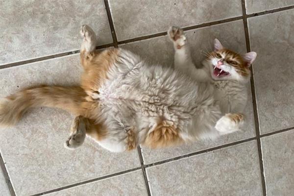 猫咪洗澡后拉肚子的原因，可能是消化不良或应激反应所致